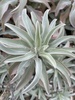 White Sage - Photo (c) soggyfroggy1, some rights reserved (CC BY-NC)