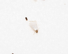 Argyria gonogramma