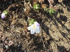 Leptosiphon grandiflorus