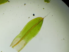 Syntrichia laevipila