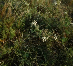 Seseli pallasii
