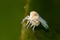 Bothriocera emeljanovi