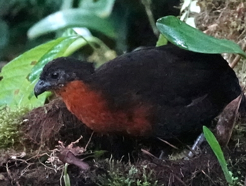 Dark-backed Wood Quail (Odontophorus melanonotus), photo 10