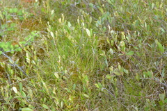 Carex billingsii