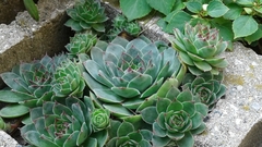 Sempervivum