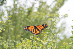 Danaus plexippus