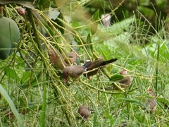 Estrilda troglodytes