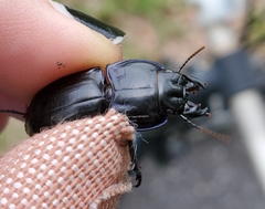 Pasimachus sublaevis