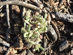 Chorizanthe cuspidata