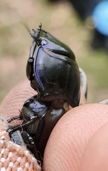 Pasimachus sublaevis