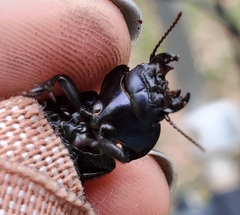 Pasimachus sublaevis