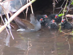 Gallinula chloropus