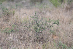 Mimosa aculeaticarpa biuncifera