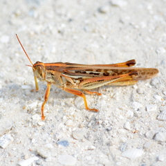 Schistocerca americana