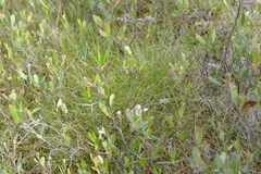 Carex billingsii