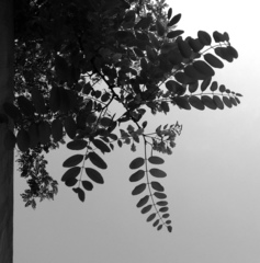 Robinia pseudoacacia