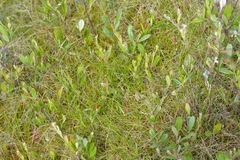 Carex billingsii