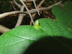 Hormaphis hamamelidis