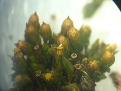 Orthotrichum schimperi
