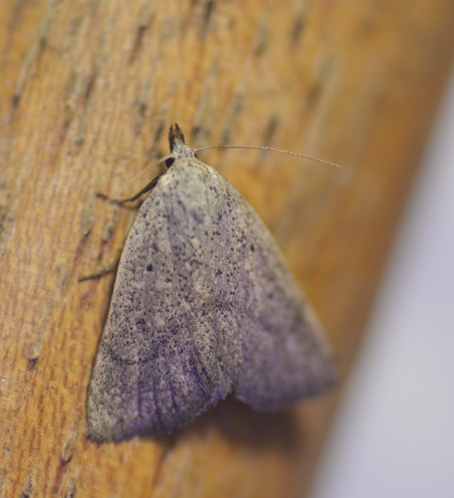 Gabara pulverosalis