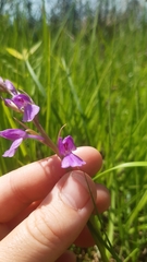 Anacamptis palustris