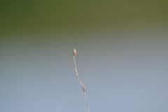 Carex billingsii