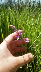 Anacamptis palustris