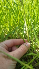 Anacamptis palustris