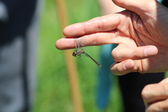 Somatochlora kennedyi