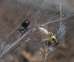 Chauliognathus scutellaris