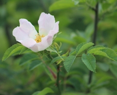 Rosa canina