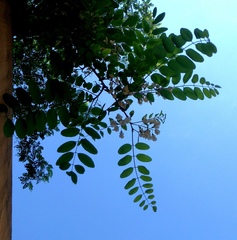 Robinia pseudoacacia