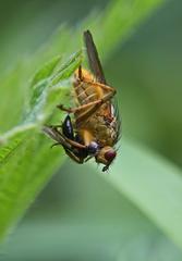 Scathophaga stercoraria