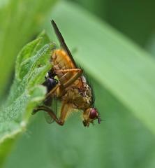 Scathophaga stercoraria