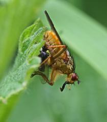 Scathophaga stercoraria
