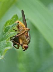 Scathophaga stercoraria