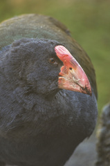 Porphyrio hochstetteri