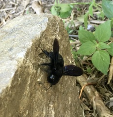 Xylocopa