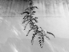 Robinia pseudoacacia