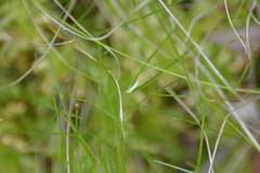 Carex billingsii