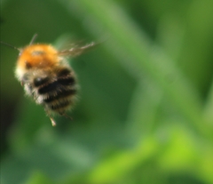 Bombus pascuorum