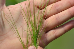Carex billingsii