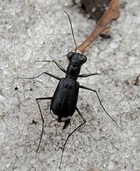 Cicindela abdominalis
