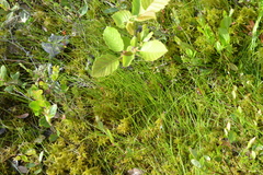 Carex billingsii