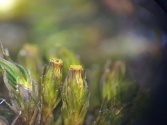 Orthotrichum schimperi