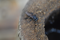 Scaptotrigona mexicana