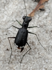 Cicindela abdominalis