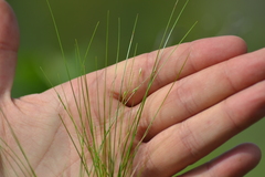 Carex billingsii