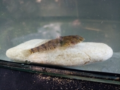 Proterorhinus semilunaris