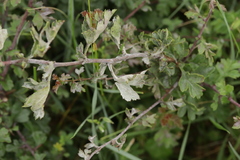 Podosphaera clandestina